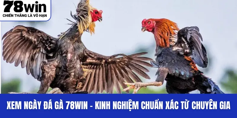 Xem Ngày Đá Gà 78Win - Kinh Nghiệm Chuẩn Xác Từ Chuyên Gia 1 Một vài kinh nghiệm kinh xem ngày đá gà từ chuyên gia